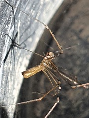 Pholcus opilionoides