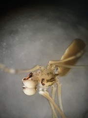 Pholcus opilionoides