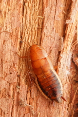 Drymaplaneta heydeniana