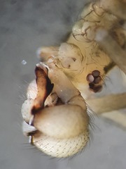 Pholcus opilionoides