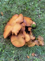Omphalotus illudens