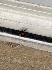 Phidippus apacheanus