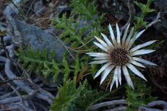 Carlina acaulis
