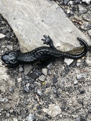 Salamandra atra