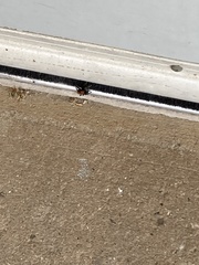 Phidippus apacheanus