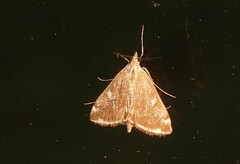 Loxostege sticticalis
