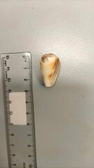 Conus anemone