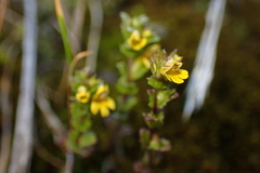 Euphrasia minima