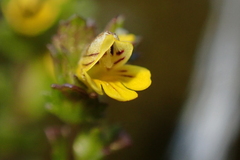 Euphrasia minima
