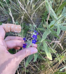 Anchusa