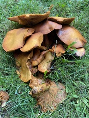 Omphalotus illudens