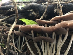 Psathyrella piluliformis