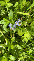Myosotis scorpioides