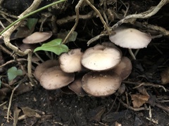 Psathyrella piluliformis