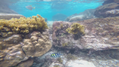 Abudefduf vaigiensis