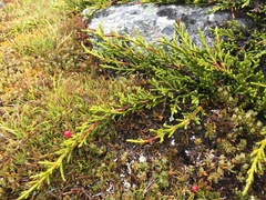 Microcachrys tetragona