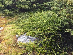 Microcachrys tetragona