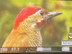 Colaptes rubiginosus