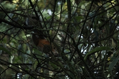 Sciurus aureogaster