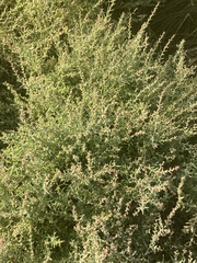 Suaeda maritima