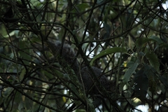 Sciurus aureogaster