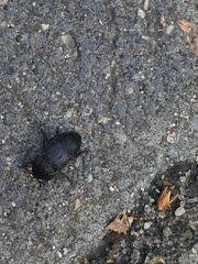 Dermestes