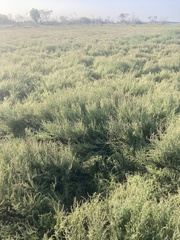 Suaeda maritima