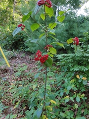 Viburnum lantanoides