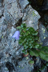 Campanula cochleariifolia