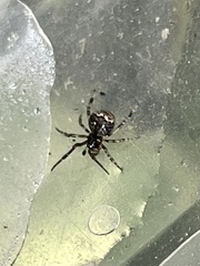 Parasteatoda tepidariorum