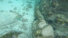 Abudefduf vaigiensis