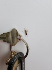 Camponotus floridanus