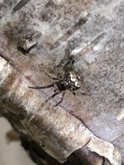 Parasteatoda tepidariorum
