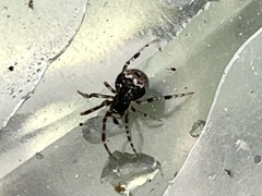 Parasteatoda tepidariorum
