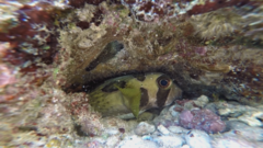 Diodon liturosus