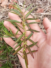 Proserpinaca palustris