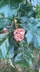 Andricus quercusstrobilanus