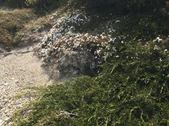 Microcachrys tetragona