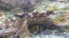 Diodon liturosus