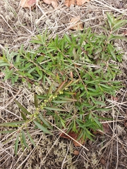 Proserpinaca palustris