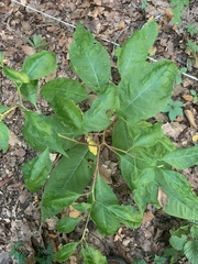 Oxydendrum