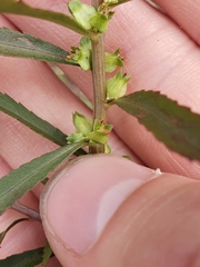 Proserpinaca palustris