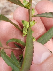 Proserpinaca palustris