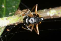 Polyrhachis flavibasis