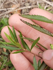 Proserpinaca palustris