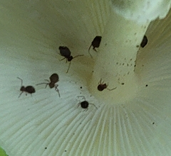 Ptenothrix