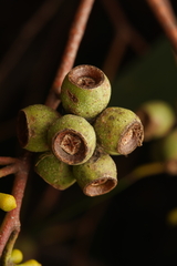 Eucalyptus obliqua