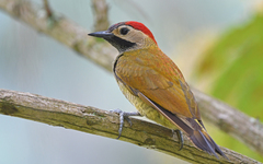 Colaptes rubiginosus