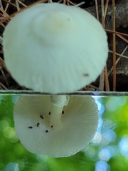 Ptenothrix
