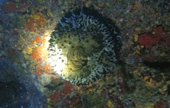 Oceanapia bartschi